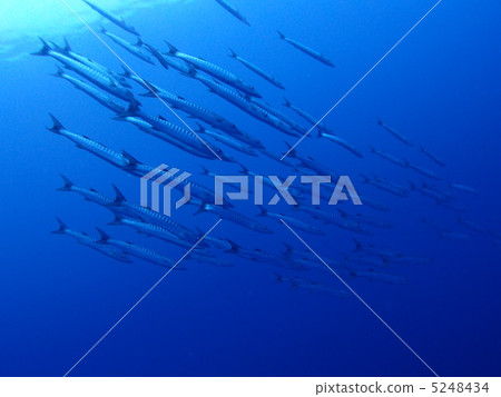 A group of barracudas A group of barracudas 5248434