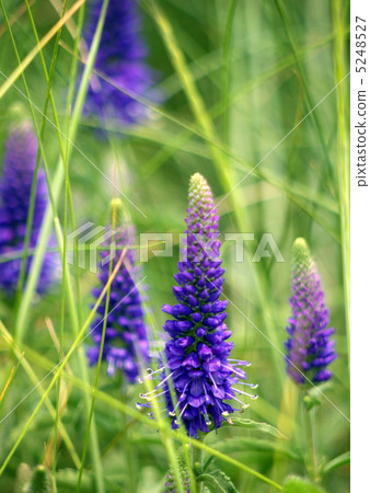 維羅尼卡 5248527