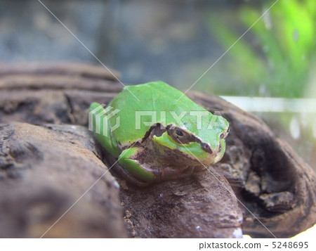 Tree frog Tree frog 5248695