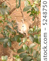 Nihonris 3 5248750
