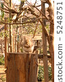 Japanese monolith 2 5248751