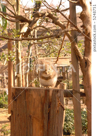 Japanese monolith 2 5248751