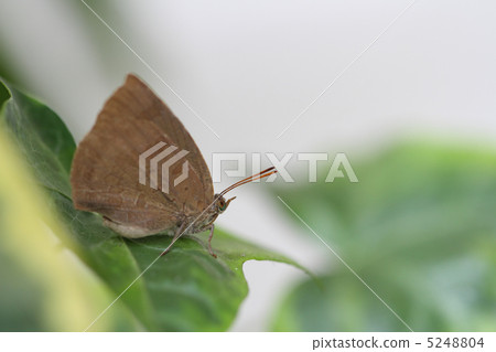 Murashiki Sajimi 5248804