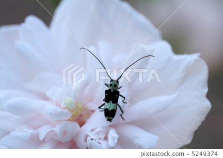 Rummy Kamikiri and Mukuge no Hana 5249374