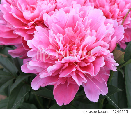 牡丹根 牡丹根 5249515