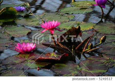 熱帶睡蓮07 5249517