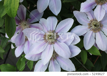 Clematis Clematis 5249627