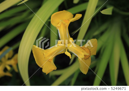 Kishoub 5249671