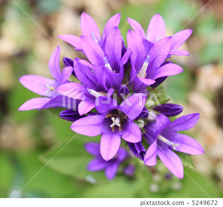 Campanula Campanula 5249672