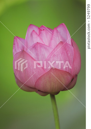 一朵蓮花 5249799