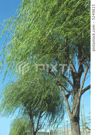 willow willow 5249815