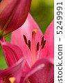 Red flower	 5249991