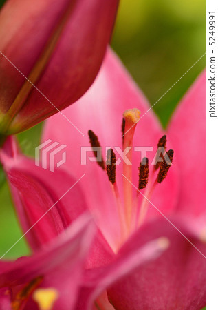Red flower	 5249991