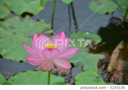 蓮花 蓮花 5250136