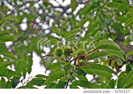 栗子樹 栗子樹 5250157