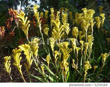 Kangaroo Paw 5250169