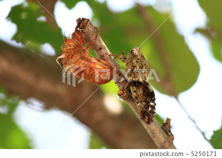 A blanket of niisemi and cicada 5250171