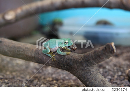 施萊格爾青蛙 5250174