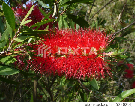 Bottle brush 5250291