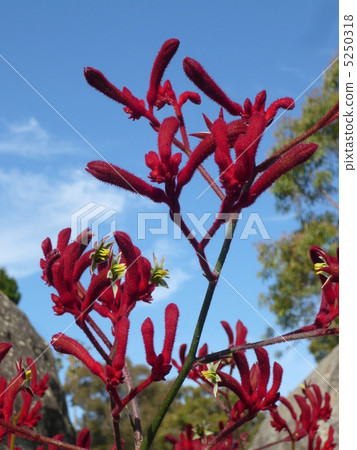 Kangaroo Paw 5250318