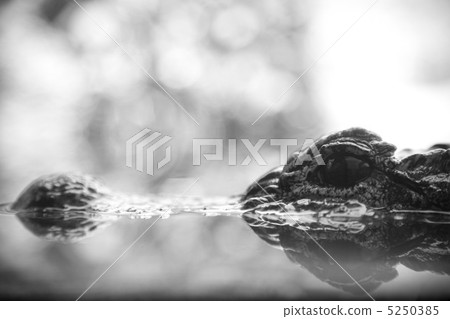 crocodile 5250385