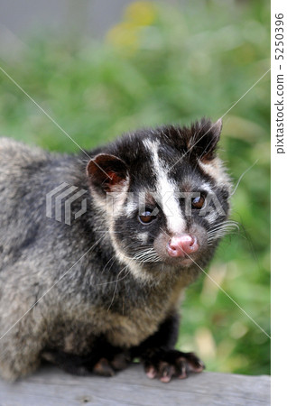 Hakubishin 5 5250396