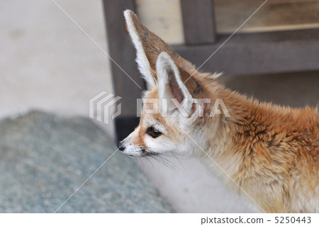 Fennec 6 Fennec 6 5250443