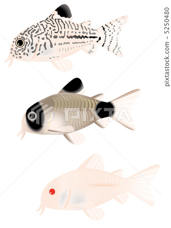 Corydoras 5250480