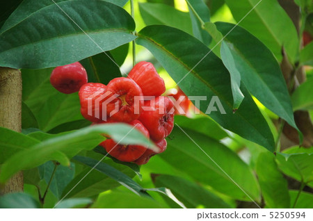 July Lemb / Futomomo family 01 fruit July Lemb / Futomomo family 01 fruit 5250594