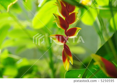 7月Heliconia·Bathoaceae 22 7月Heliconia·Bathoaceae 22 5250595
