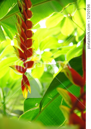 七月Heliconia·Bathoaceae 21 七月Heliconia·Bathoaceae 21 5250596