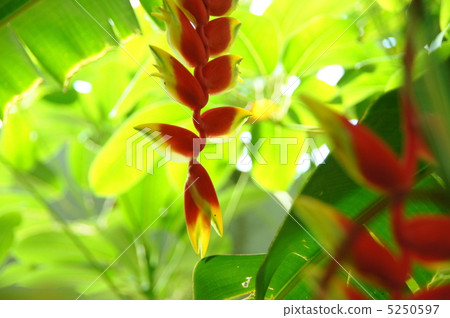 7月Heliconia·Bathoidae 20 7月Heliconia·Bathoidae 20 5250597