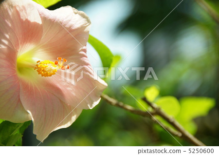 7月Hibiscus / Aoi家庭28 7月Hibiscus / Aoi家庭28 5250600