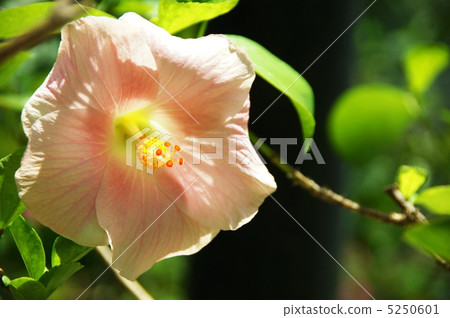 七月芙蓉/葵27 5250601