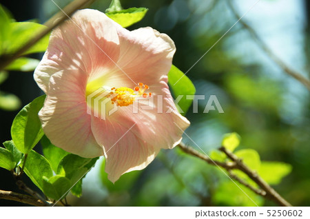 7月Hibiscus / Aoi家族26 7月Hibiscus / Aoi家族26 5250602