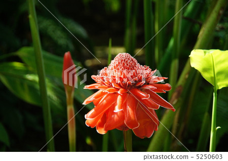 July Torch ginger · ginger family 10 5250603