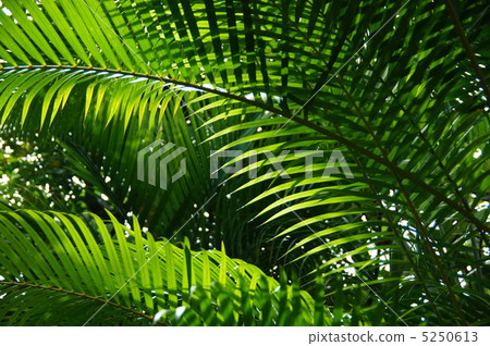 July Areca palm and palm 08 5250613