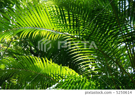 July Areca palm and palm 07 July Areca palm and palm 07 5250614