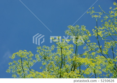 July Fennel · Seri 09 5250626