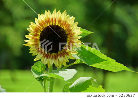 July Sunflower · Asteraceae 65 5250627
