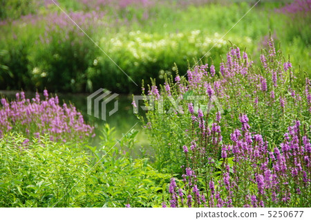 July Ezomisohagi · Miso Hagi Department 40 July Ezomisohagi · Miso Hagi Department 40 5250677