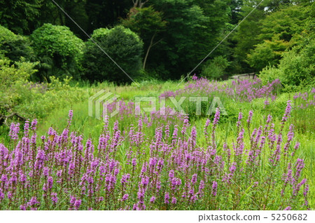 July Ezomisso Hagi · Miso Hakido Department 35 5250682