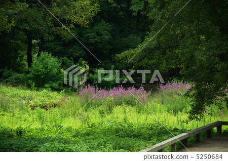 July Ezomisohagi · Miso Hagi Department 33 5250684