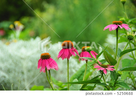 July Echinacea and Asteraceae 16 July Echinacea and Asteraceae 16 5250688