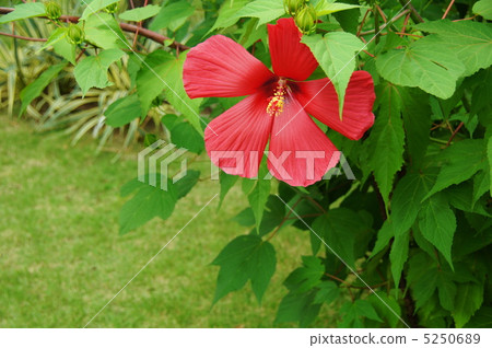 July United States Fly and Oryziaceae 11 5250689