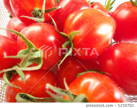 番茄漿果 5250702