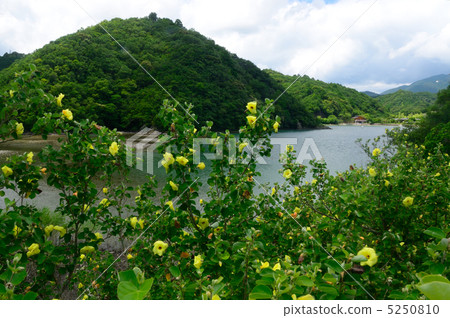 Lust of a yukashigata 5250810