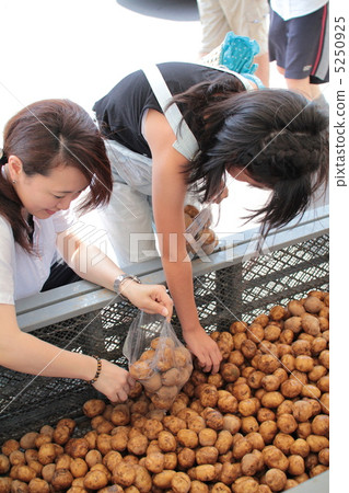 Mother and child bagging potatoes at an all-you-can-pack event Mother and child bagging potatoes at an all-you-can-pack event 5250925