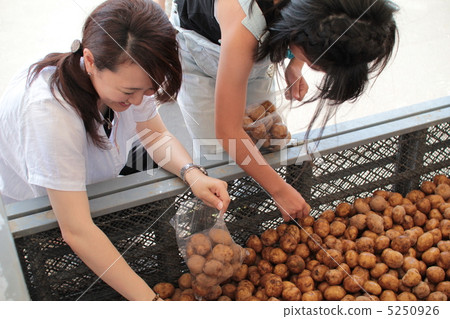 Mother and child bagging potatoes at an all-you-can-pack event 5250926