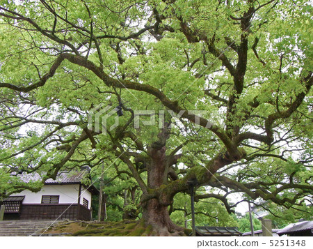 Trees in front of the plant hall 5251348